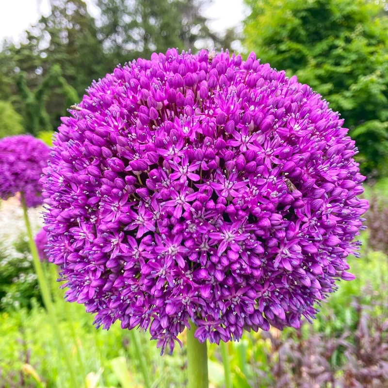 Giant Purple Allium Giganteum Seeds - Organic Ornamental Onion Perennial Flower, Non-GMO for Garden