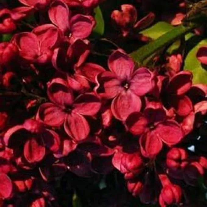 Red Lilac Seeds Hardy Perennial Flowering Tree Fragrant Blooms for Garden Shrubs Ideal for Planting in Outdoor Spaces Long Lasting and Low Maintenance