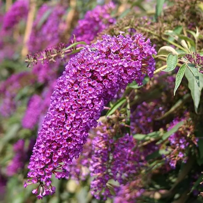 Purple Butterfly Bush Seeds Buddleia Davidii, Fragrant Fast Growing, Attracts Butterflies, Drought Tolerant Deciduous Shrub for Garden Bed