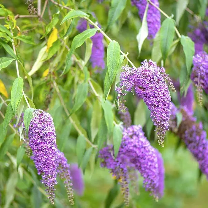 Purple Butterfly Bush Seeds Buddleia Davidii, Fragrant Fast Growing, Attracts Butterflies, Drought Tolerant Deciduous Shrub for Garden Bed