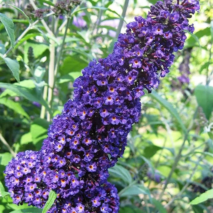 Purple Butterfly Bush Seeds Buddleia Davidii, Fragrant Fast Growing, Attracts Butterflies, Drought Tolerant Deciduous Shrub for Garden Bed