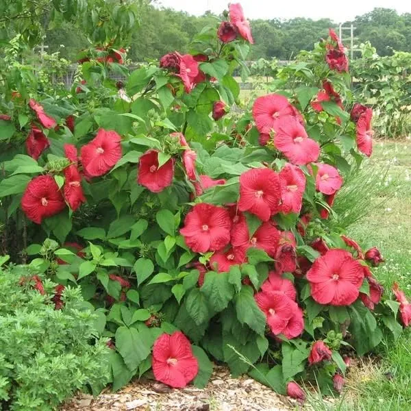 Red Dinner Plate Hibiscus Seeds – Giant Bloom Hardy Perennial