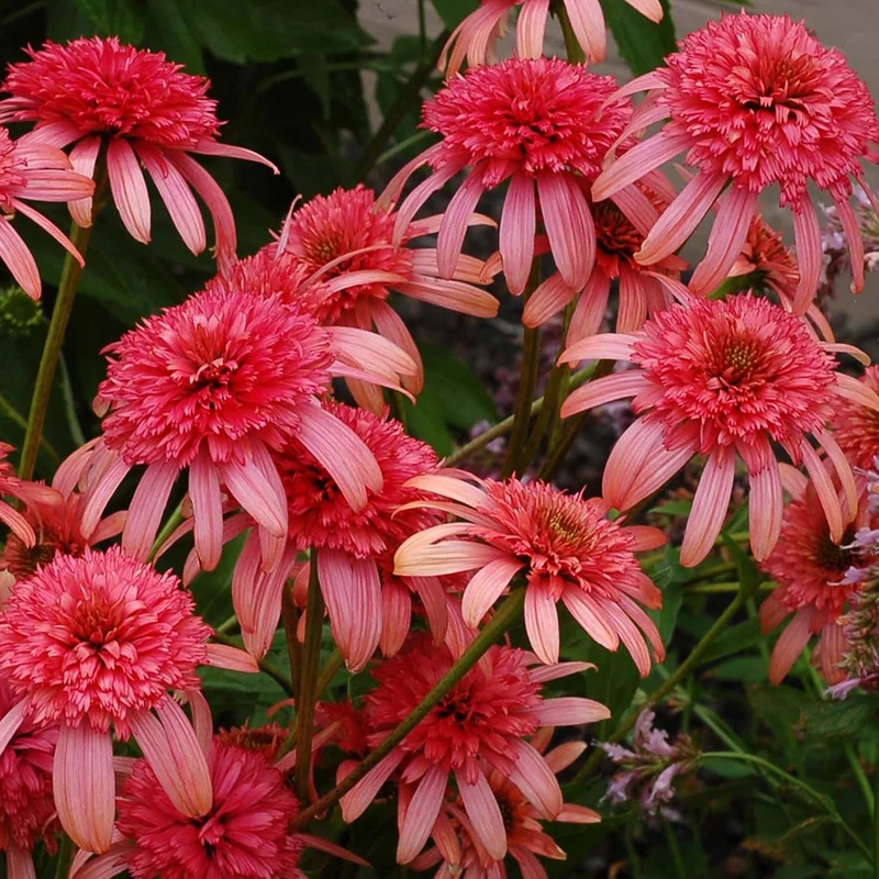 Echinacea Seeds (Secret Passion Echinacea Seeds) - Fragrant Perennial Blooms for Gardens
