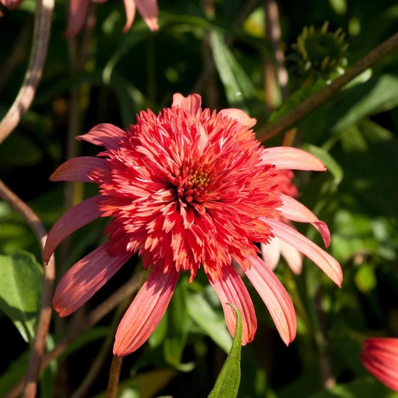 Echinacea Seeds (Secret Passion Echinacea Seeds) - Fragrant Perennial Blooms for Gardens