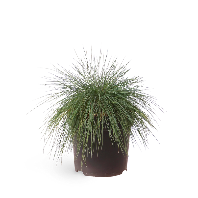 Blauschwingel 'Elijah Blue'