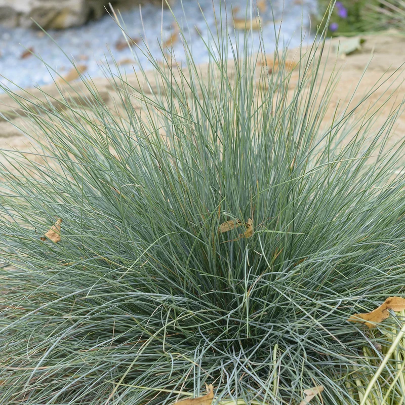 Blauschwingel 'Elijah Blue'