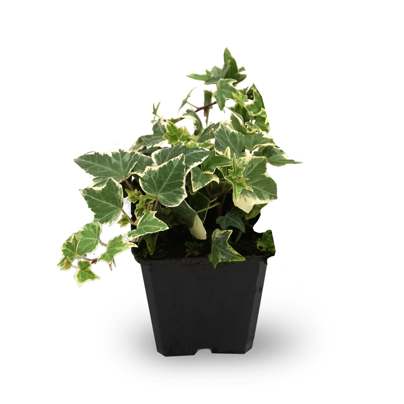 Efeu 'Little Diamond' (Mehrfach-Set)