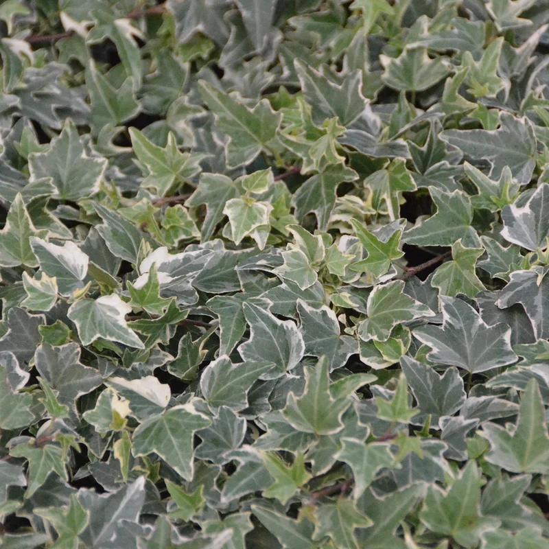 Efeu 'Little Diamond' (Mehrfach-Set)