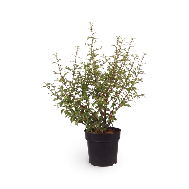 Sanddorn 'Friesdorfer Orange'
