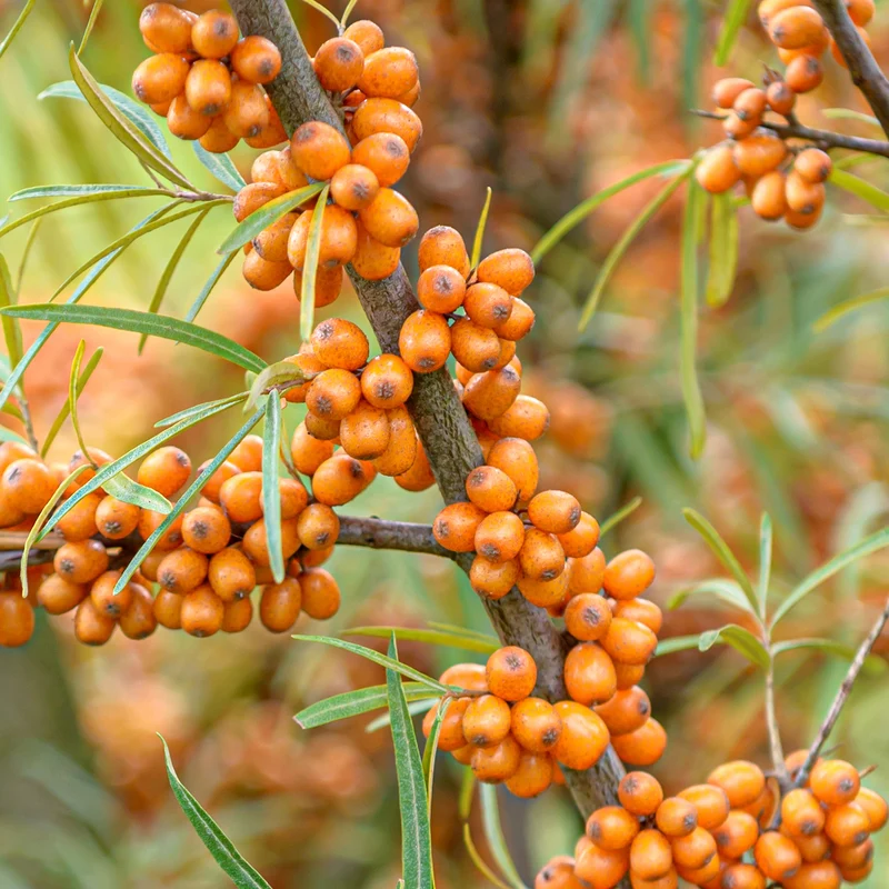 Sanddorn 'Friesdorfer Orange'