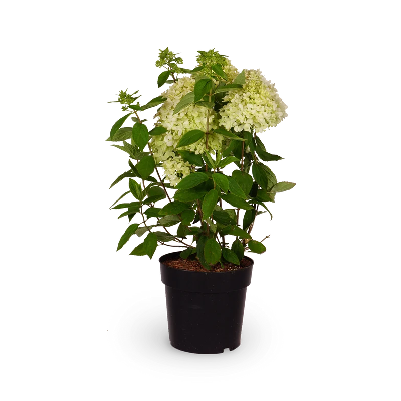Rispenhortensie 'Magical Andes'®