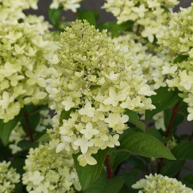 Rispenhortensie 'Magical Andes'®