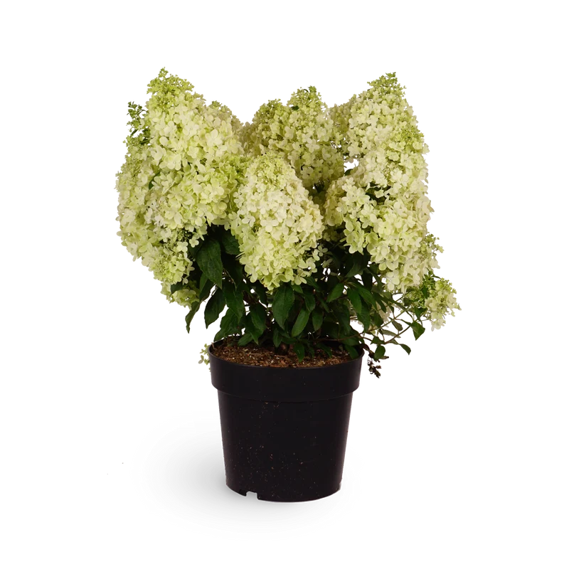 Rispenhortensie 'Magical Matterhorn'®