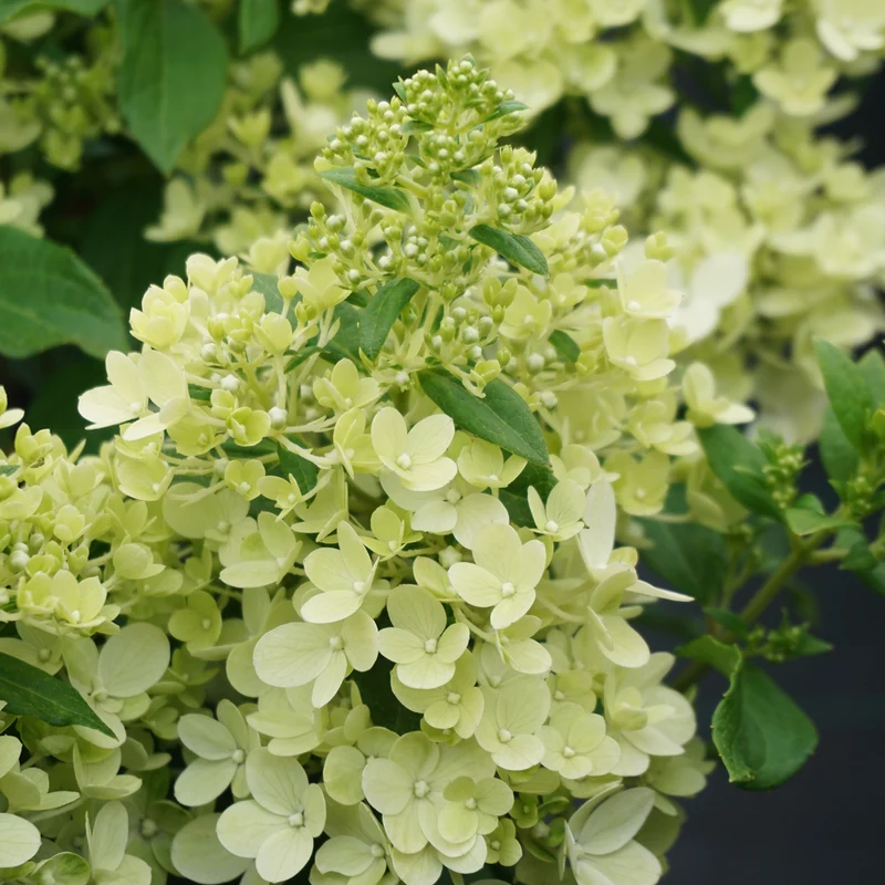 Rispenhortensie 'Magical Matterhorn'®