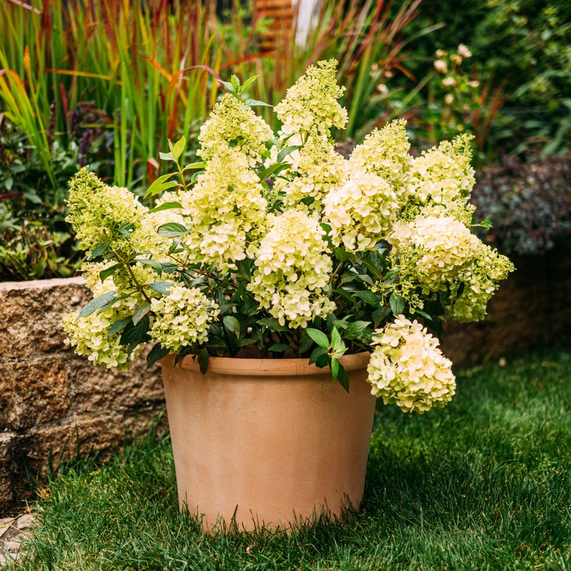 Rispenhortensie 'Magical Matterhorn'®