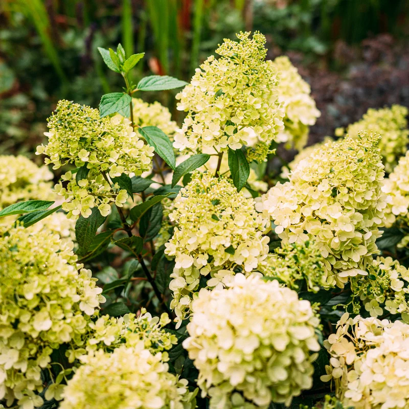 Rispenhortensie 'Magical Matterhorn'®