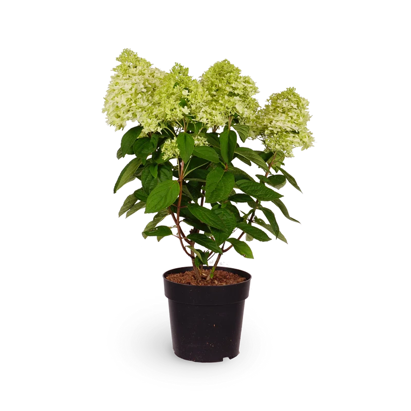 Rispenhortensie 'Magical Kilimanjaro'®