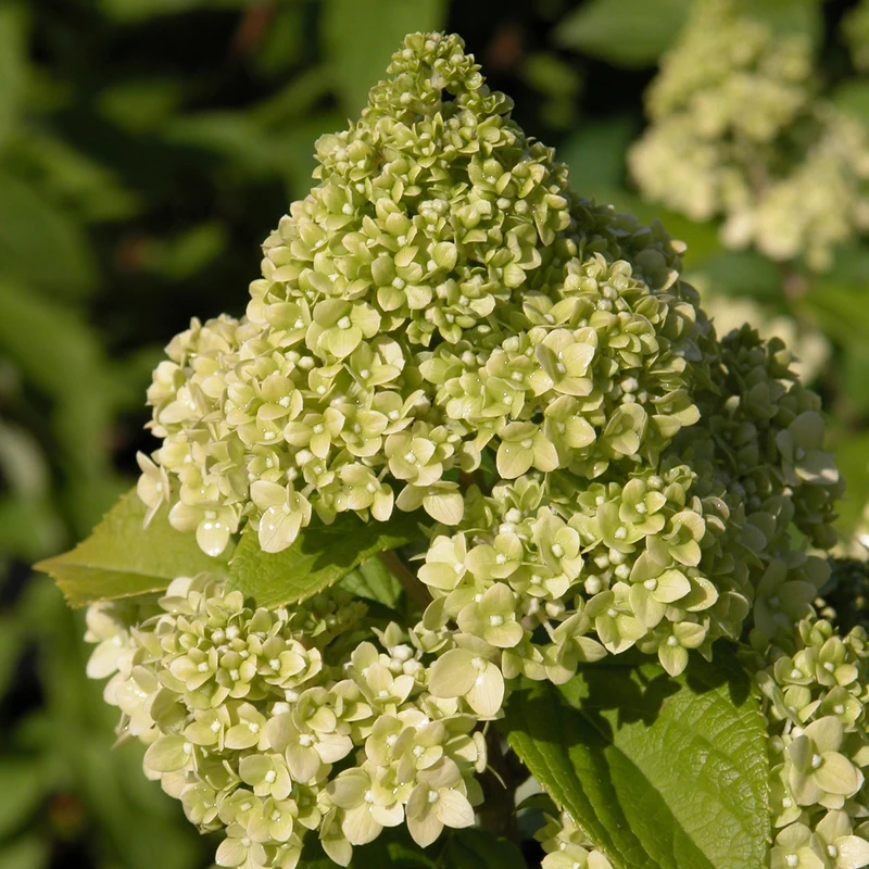 Rispenhortensie 'Magical Kilimanjaro'®