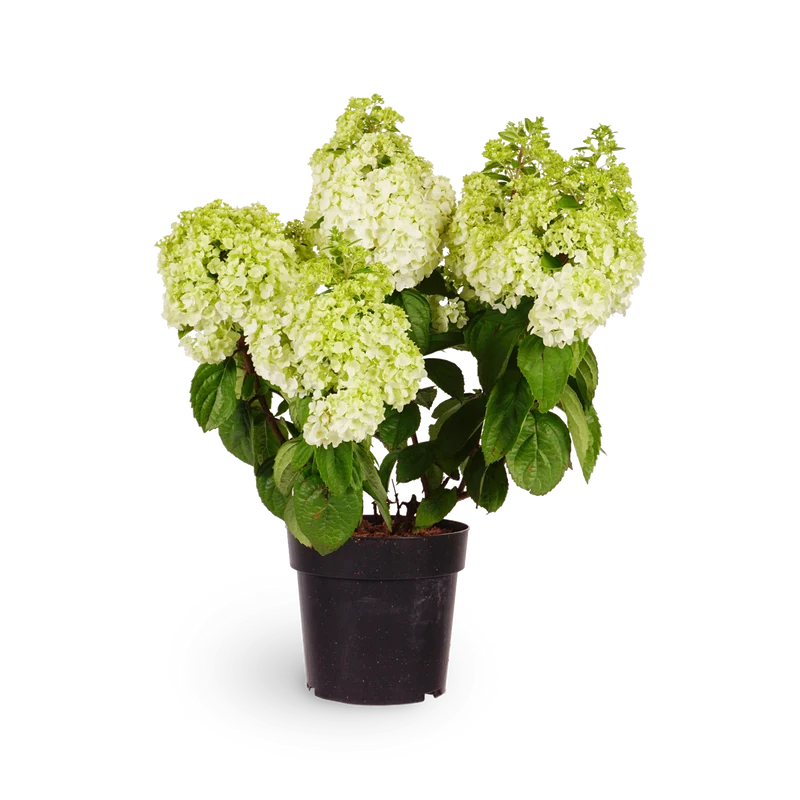Rispenhortensie 'Magical Mont Blanc'®