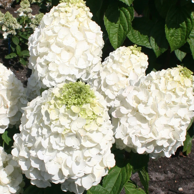 Rispenhortensie 'Magical Mont Blanc'®