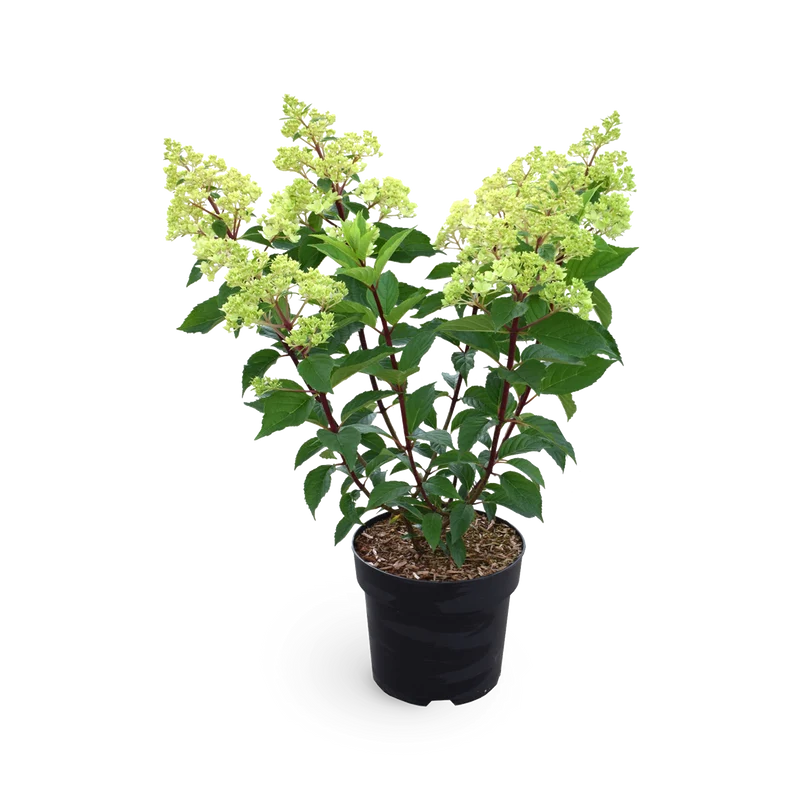 Rispenhortensie 'Vanille-Fraise'®