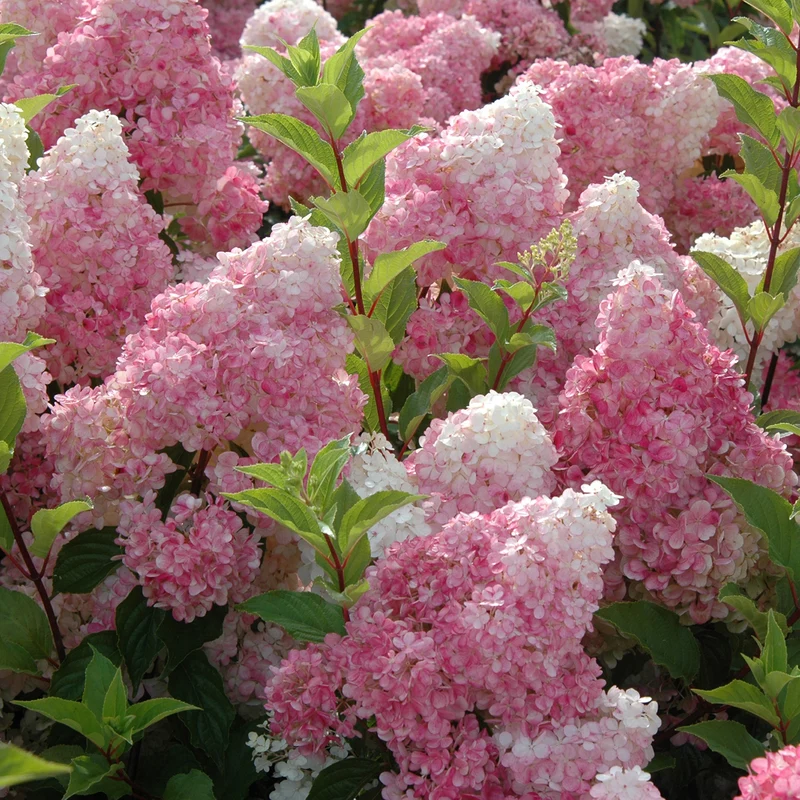 Rispenhortensie 'Vanille-Fraise'®