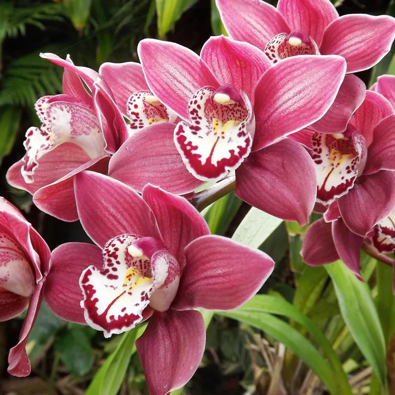 Cymbidium Orchid Seeds – Boat Orchid Evergreen Perennial for Beginners