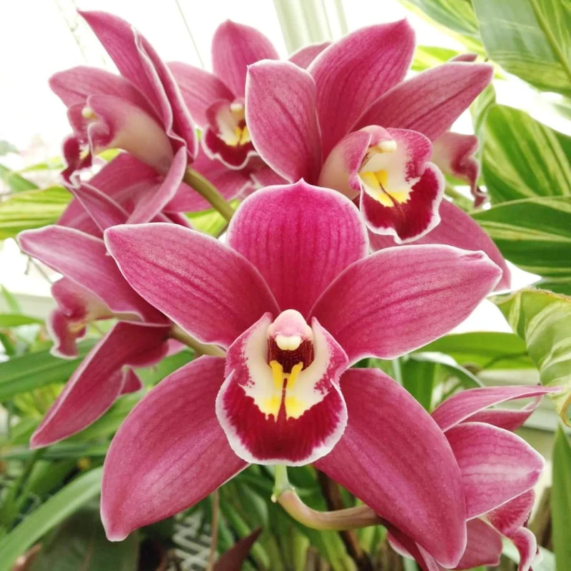 Cymbidium Orchid Seeds – Boat Orchid Evergreen Perennial for Beginners