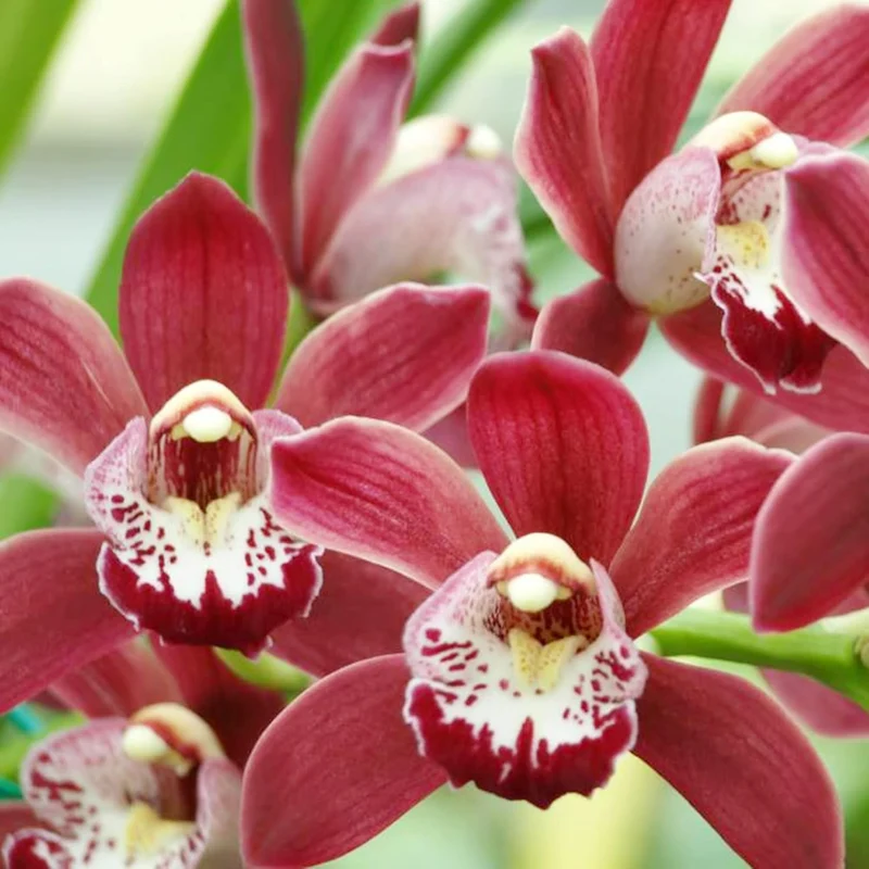 Cymbidium Orchid Seeds – Boat Orchid Evergreen Perennial for Beginners