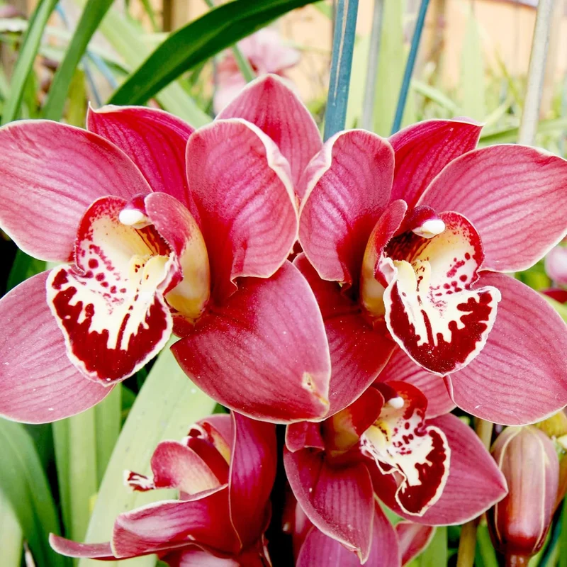 Cymbidium Orchid Seeds – Boat Orchid Evergreen Perennial for Beginners