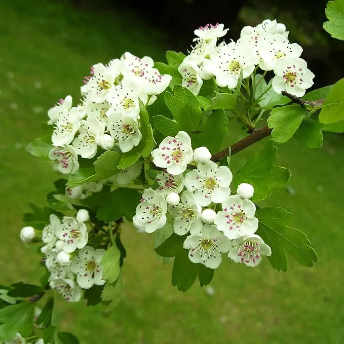 Hawthorn Seeds (English Hawthorn Seeds) - Ornamental Deciduous Tree for Gardens
