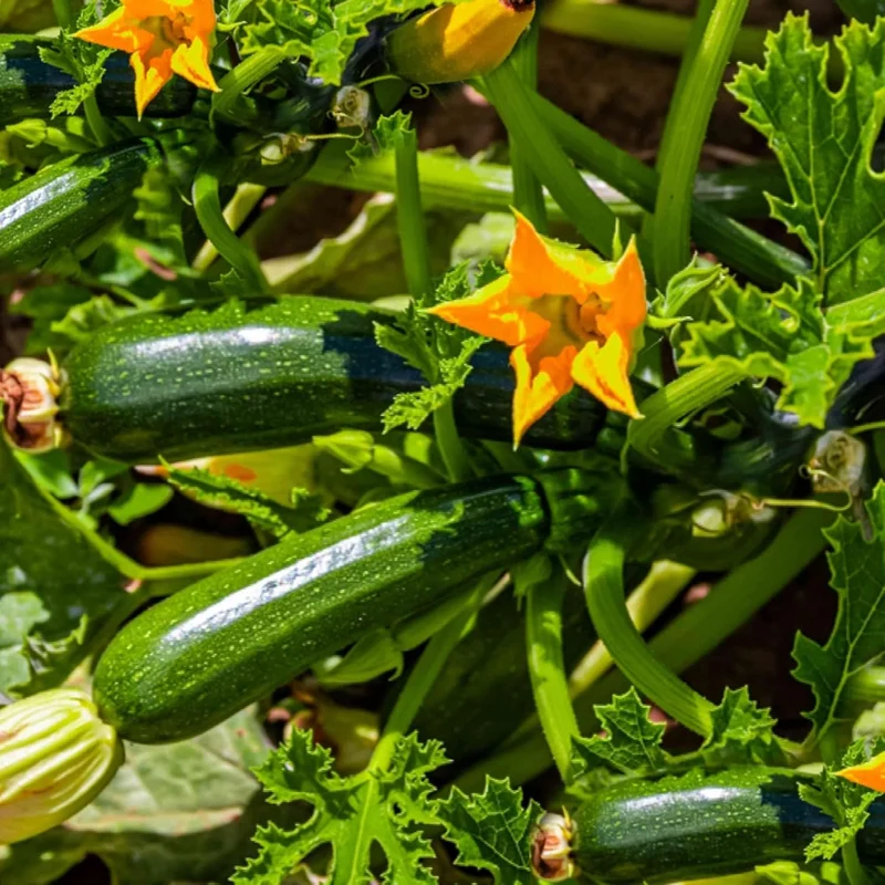 Climbing Zucchini Seeds Climbing Courgette Long Cylindrical Used in Soups, Stews And Pasta Dishes Garden Outdoor Vegetable Seeds