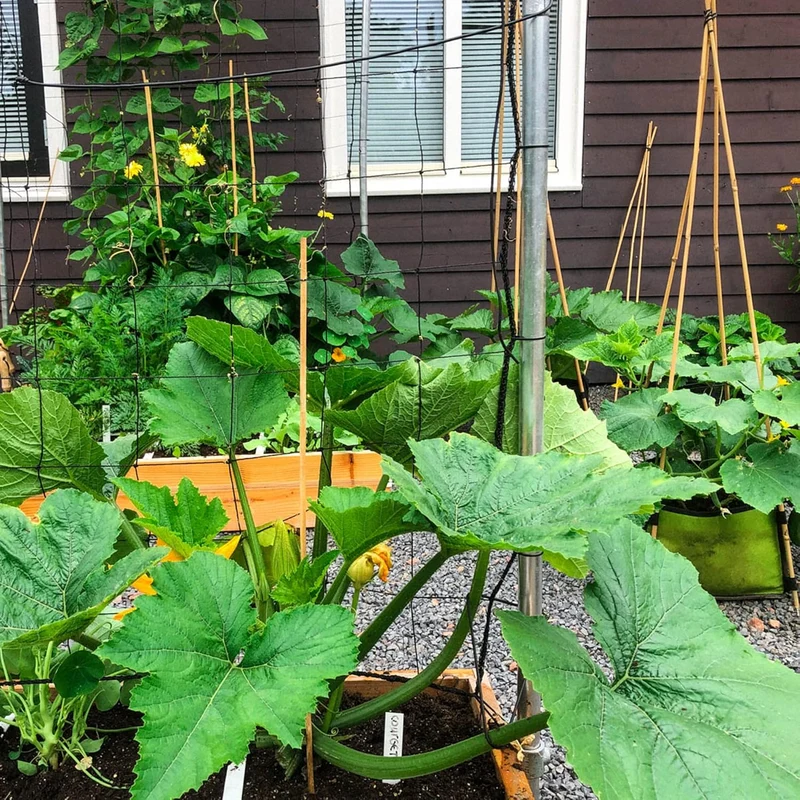 Climbing Zucchini Seeds Climbing Courgette Long Cylindrical Used in Soups, Stews And Pasta Dishes Garden Outdoor Vegetable Seeds