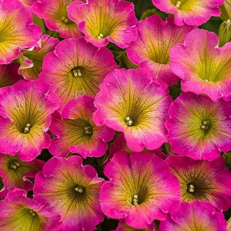 Petunia Supertunia Daybreak Charm Seeds – Showy, Drought-Tolerant Blooms for Hanging Baskets