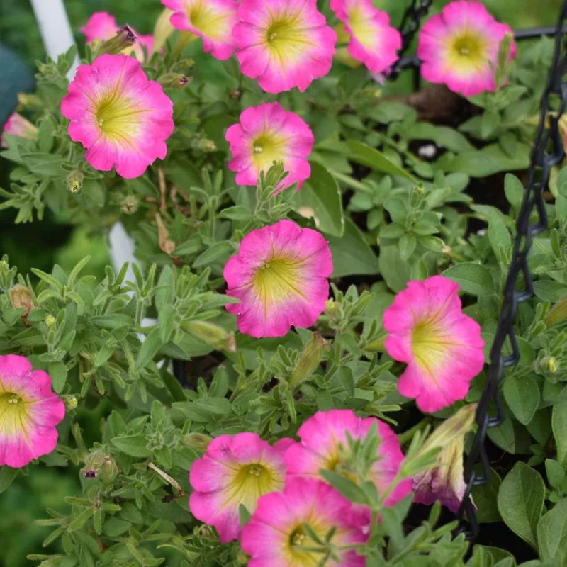 Petunia Supertunia Daybreak Charm Seeds – Showy, Drought-Tolerant Blooms for Hanging Baskets