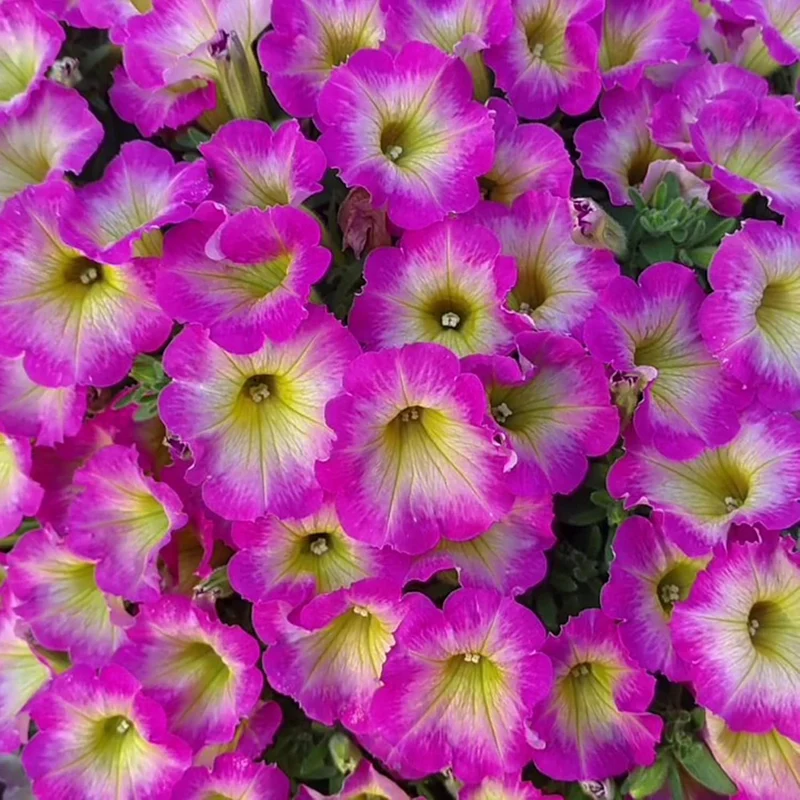 Petunia Supertunia Daybreak Charm Seeds – Showy, Drought-Tolerant Blooms for Hanging Baskets