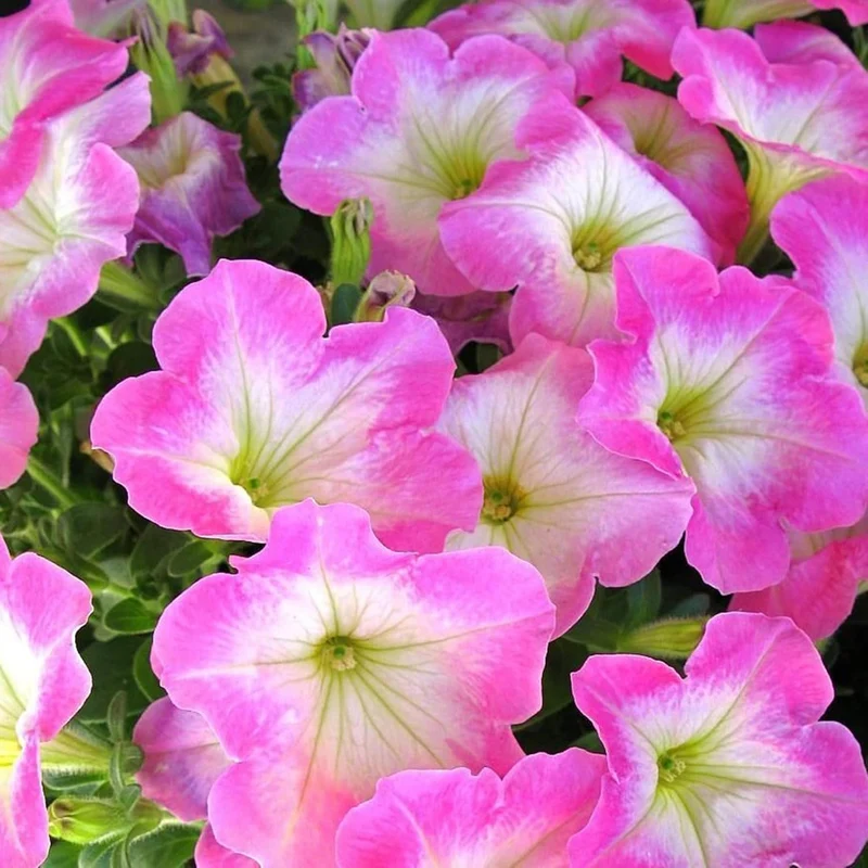 Petunia Supertunia Daybreak Charm Seeds – Showy, Drought-Tolerant Blooms for Hanging Baskets