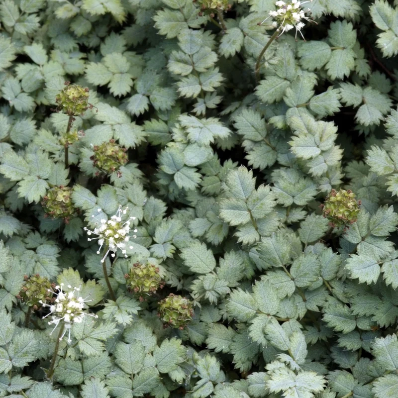 Stachelnuss (Acaena buchananii)