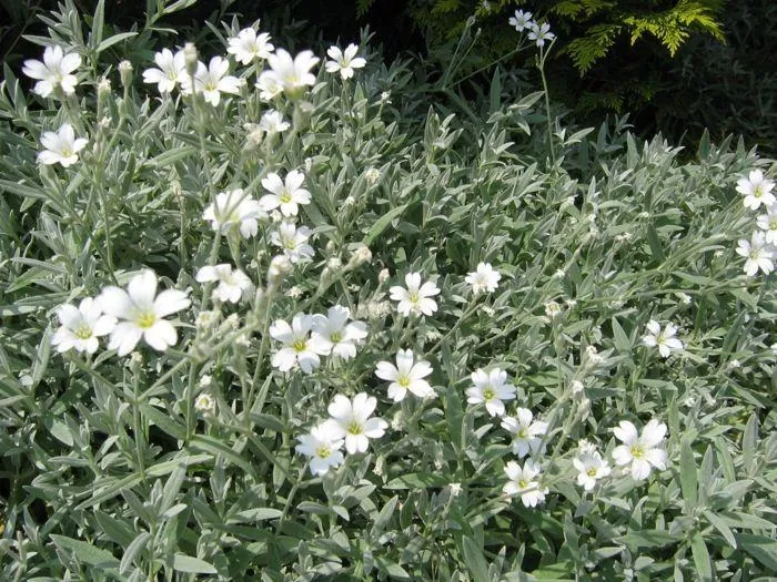 Hornblume (Cerastium tomentosum)