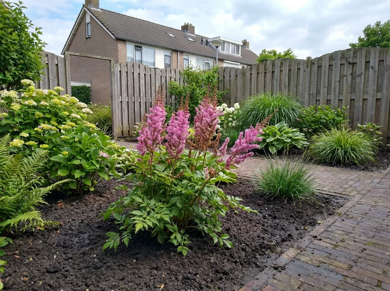 Spirea (Astilbe chinensis 'Pumila')
