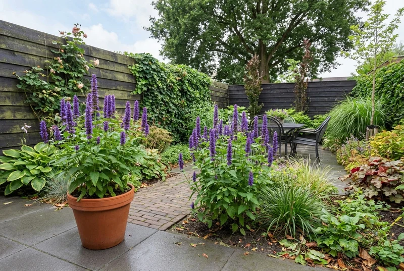 Süßholzpflanze (Agastache 'Blue Boa')
