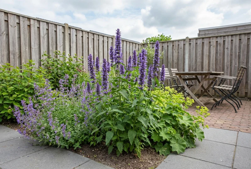 Süßholzpflanze (Agastache 'Black Adder')