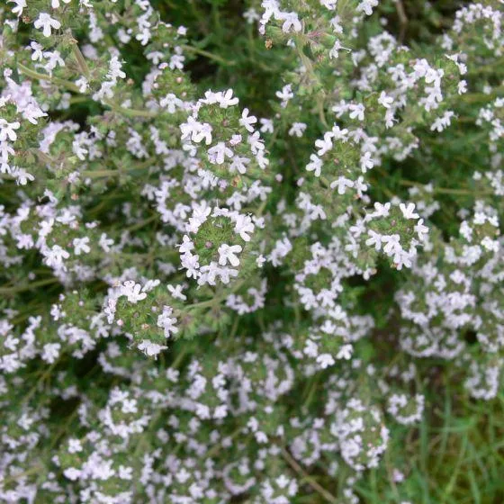 Gemeiner Thymian (Thymus vulgarus)