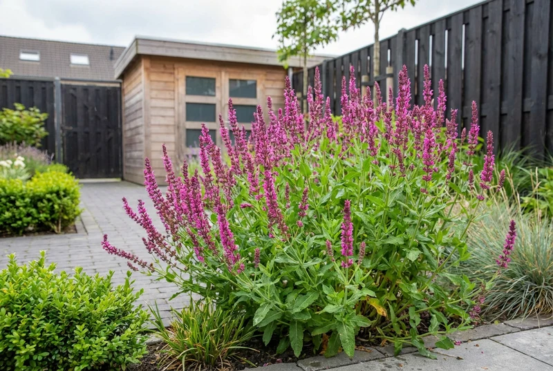 Salbei (Salvia nemorosa „Rosenkönigin“)