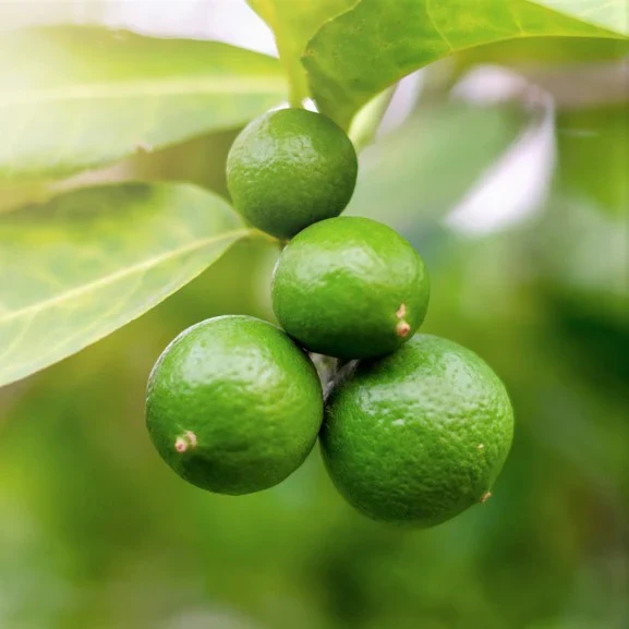 Key Lime Tree Seeds (Citrus aurantifolia) Seeds