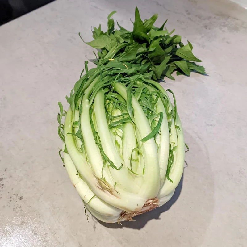 Chicory Catalogna Seeds, Puntarelle, Hardy And GMO-Free for Garden And Outdoor