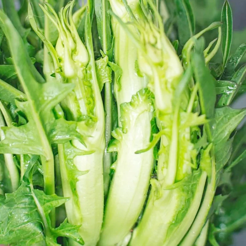 Chicory Catalogna Seeds, Puntarelle, Hardy And GMO-Free for Garden And Outdoor