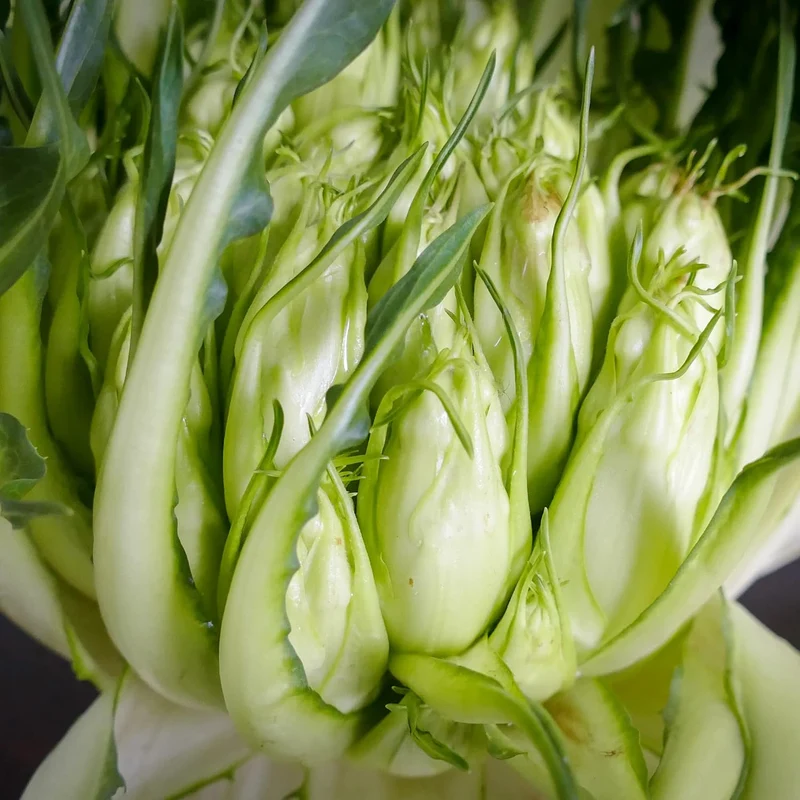 Chicory Catalogna Seeds, Puntarelle, Hardy And GMO-Free for Garden And Outdoor