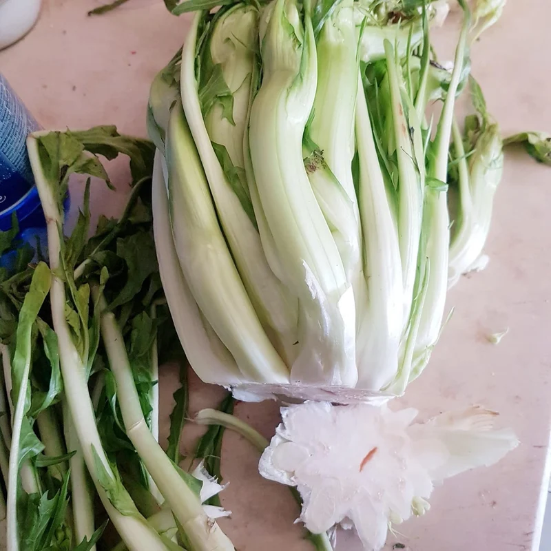 Chicory Catalogna Seeds, Puntarelle, Hardy And GMO-Free for Garden And Outdoor