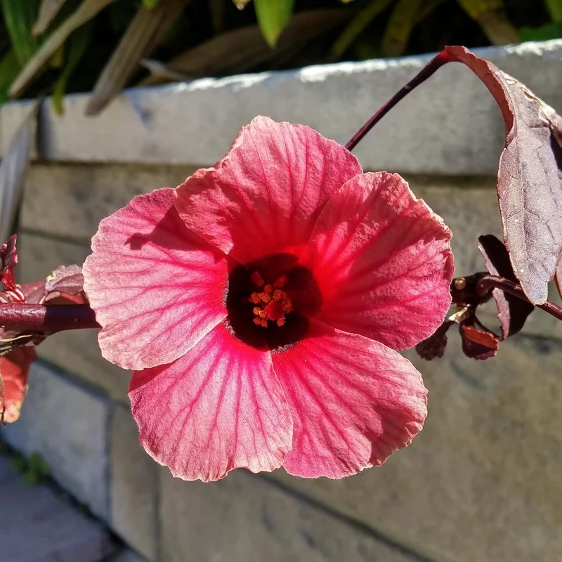 Cranberry Hibiscus Seeds Hibiscus Acetosella Tropical Ornamental Plant for Garden And Landscape, Attracts Pollinators